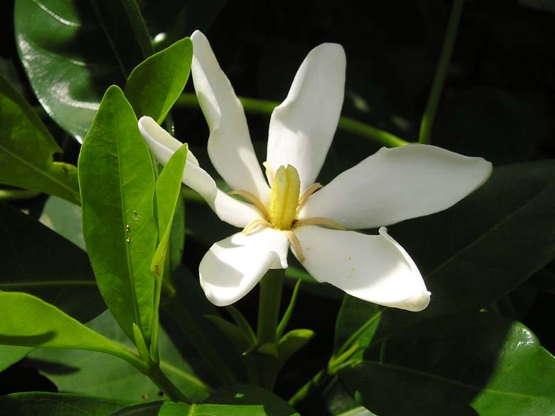 Cây Dành dành. Gardenia augusta - Cây Thuốc Nam Quanh Ta